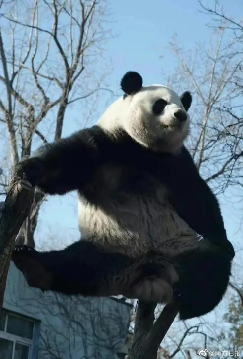“丫丫”终于回国！ 大熊猫经济爆发：谁在抢注动物IP商标？
