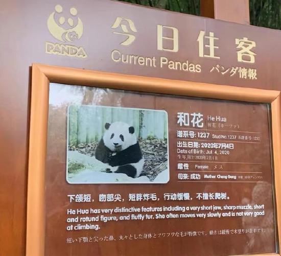 “丫丫”终于回国！ 大熊猫经济爆发：谁在抢注动物IP商标？