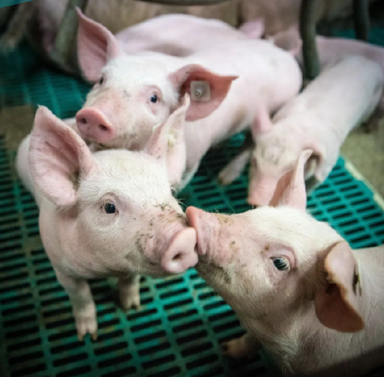 热点解读：今年以来国内猪价低迷 为何猪肉进口量大幅增加