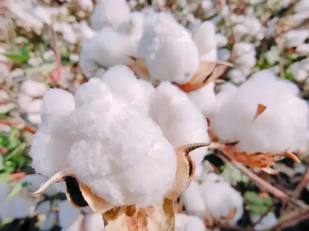 棉价上涨趋势明显，轧花厂产能过剩导致抢收