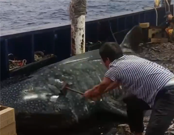 胆真大！船员用铁锤虐打国二动物鲸鲨头部后丢回海中：官方回应