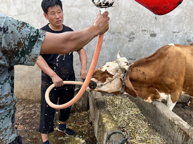 东北“龙兽医”：给牛看病涨粉百万，用视频记录真实农村